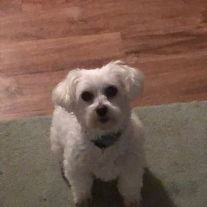 Meet your Posher, Tammy